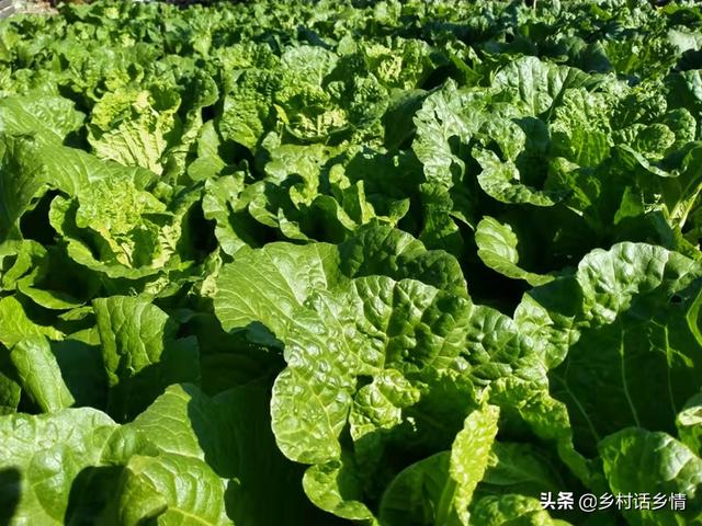 大白菜和萝卜定苗后，用这三个方法，怎么也能增产50%