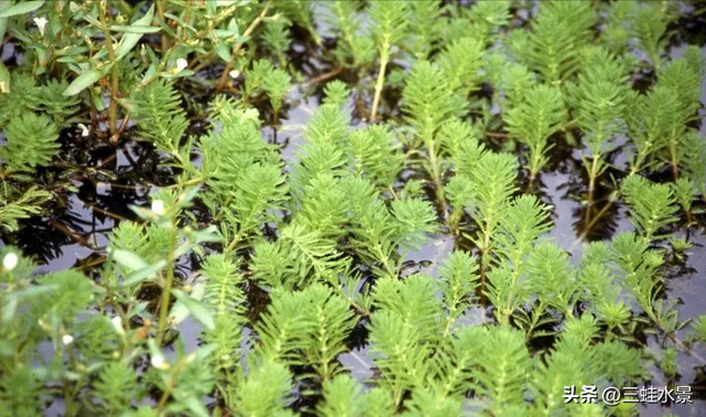 推荐适合池塘种的16种植物