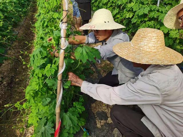 一个集品种、苗木、种植、生产、销售的合作社新模式