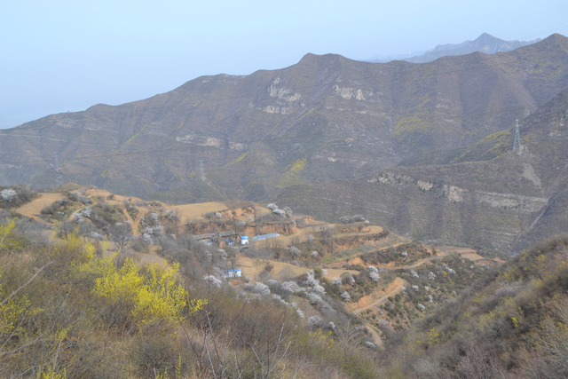 永济虞乡扶窑村：大山深处，山路陡峭，生产高山西红柿