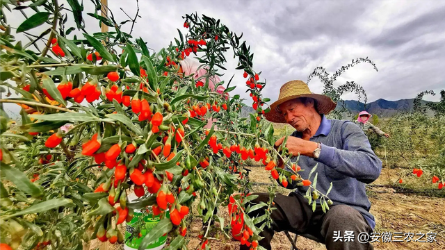 每亩纯利润6000元以上，它是40种大宗药材之一，适合哪些种植户