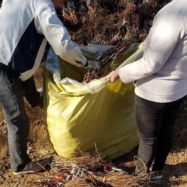 金蜜葡萄苗品种优点有哪些？适应什么环境土壤种植