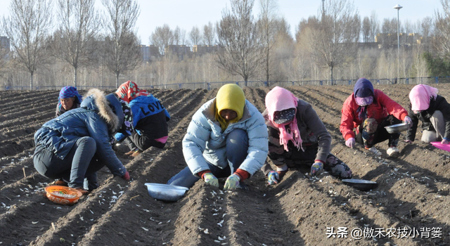 不分瓣的单瓣独头蒜是怎样种出来的？掌握住这8个种植技巧