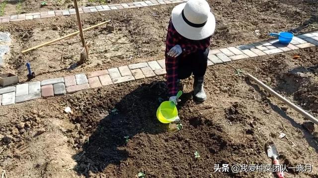 秋葵种植有技巧，这样才出苗快长的多，可别弄错了