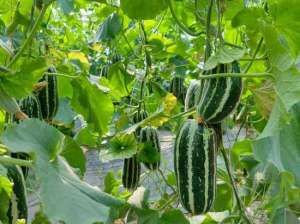 大棚种植羊角蜜资料(库尔勒市英下乡：羊角蜜采摘忙 乡村产业旺)