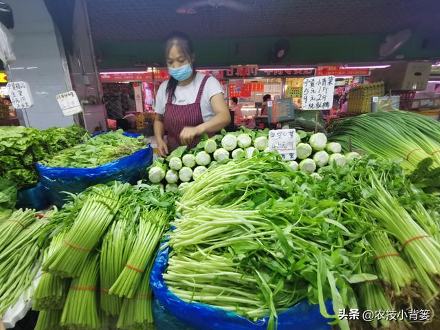 种植速生绿叶蔬菜施肥要谨慎，避免亚硝酸盐含量过高危害饮食安全