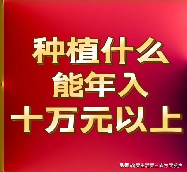 种植什么能年入十万以上？这几个项目很值得推荐，建议先收藏再看