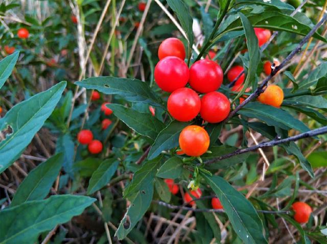 野外常见的盆栽植物，养护注意3点，红果果能挂100天