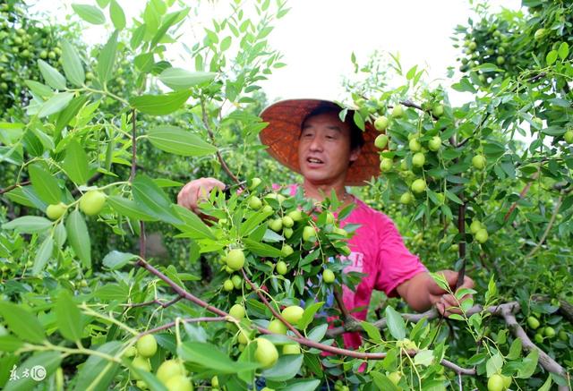 枣树栽培技术 枣树全枝更新法