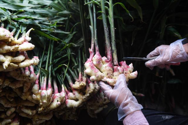 （经济）生姜种植新模式助农增收