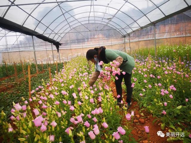 石竹梅+大飞燕……开远这里成了“花花世界”！