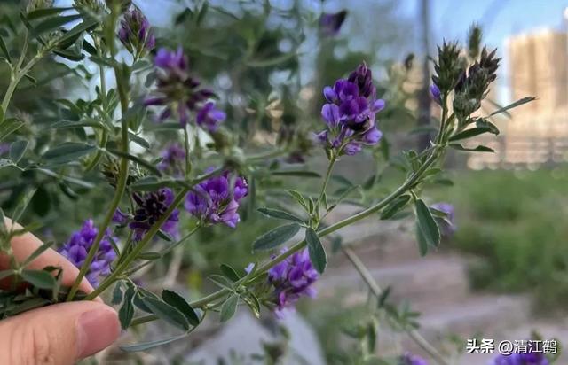 苜蓿芽苗菜怎么种植才可以达到优质丰产？告诉你2个“小窍门”