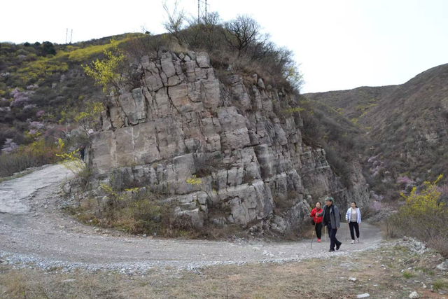 永济虞乡扶窑村：大山深处，山路陡峭，生产高山西红柿