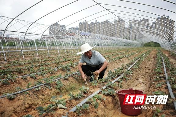 乡村振兴｜珠晖区湖东村：种植草莓前景好 增收致富希望大