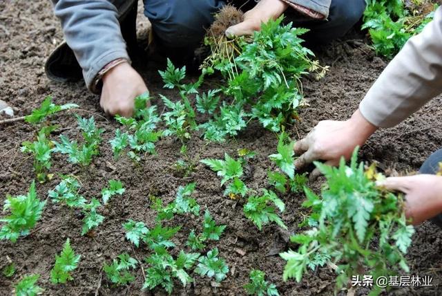 谁是下一个“千金藤”？黄连林下栽培技术简介