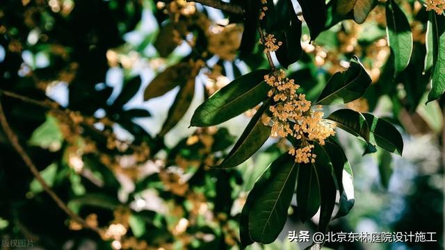 在夏季庭院绿植中北方适合种哪些绿植