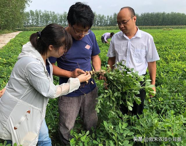 花生想高产，重点打好3遍肥和药，但要掌握好喷打时间与配方技巧