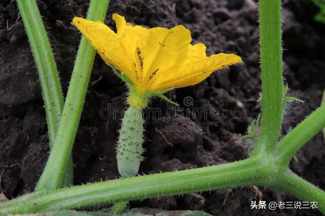 神奇！黄瓜原来还能这样种！不用农药，也能亩产1万斤，收入4万元