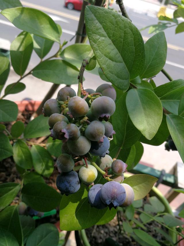 此水果可阳台盆栽，种植难度不大，开花结果多，南方北方都能养