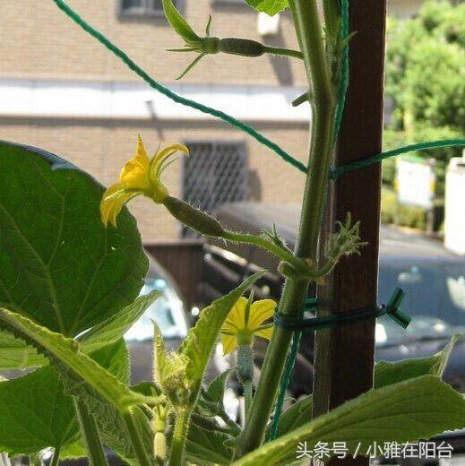 夏天阳台最好种最可口的菜就是它了，种八棵就能做到自给自足