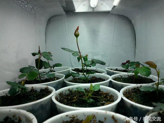 用这种方法繁殖月季花成功率特高，比扦插繁殖还要容易