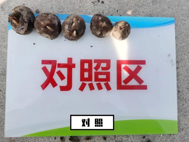 广西荸荠测产结果来啦！这样种，又大又甜，产量还高