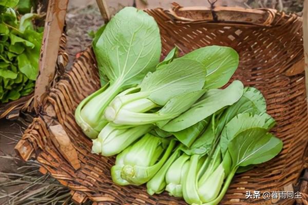 8种能在居室里快速生长的蔬菜，让你在疫情管控期间蔬菜自给自足