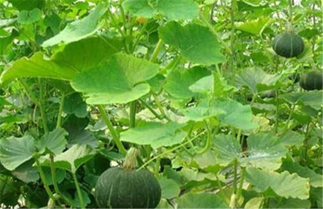 南瓜种植技巧是什么，南瓜是怎么培育出来的？