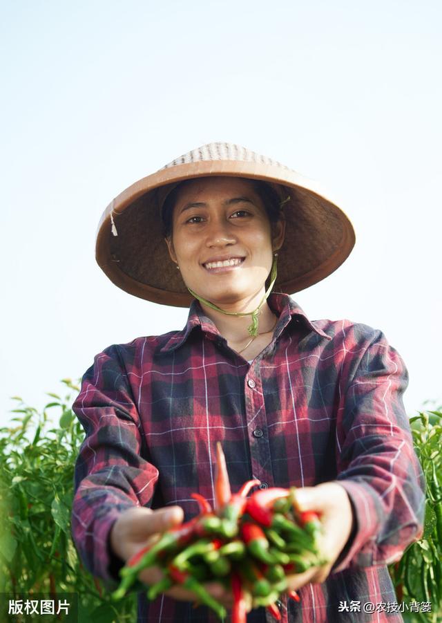 辣椒要想高产又丰收，种植过程中控的旺壮棵管理不能丢