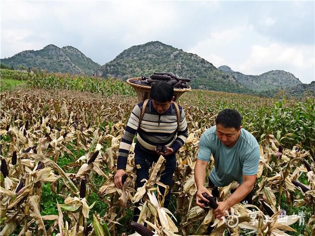 富源县墨红镇：种植黑玉米8136亩，预计创产值2928万元