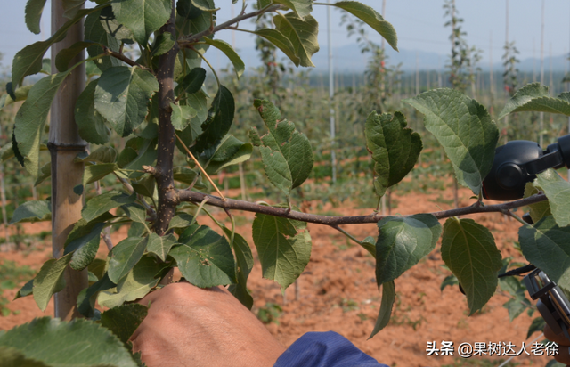 苹果高纺锤形栽培整形成败，关键是如何培养强健中心干