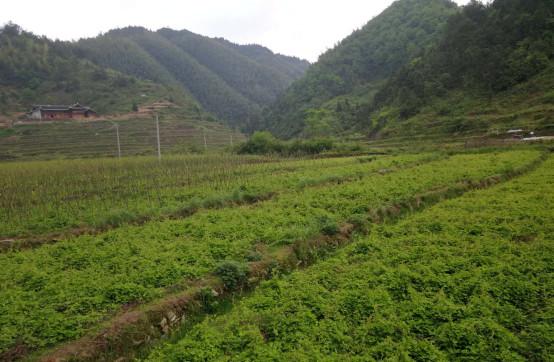 李佑彬：发展四叶参种植，肩负瑶家苗家山寨致富希望