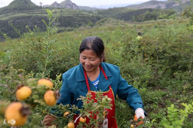 这种农村野果叫刺梨，市场紧缺，供不应求，教你怎么种植