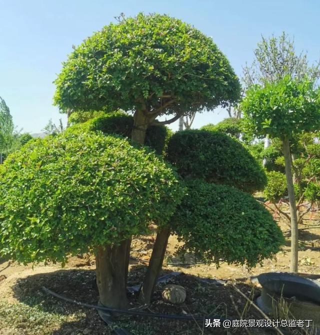 庭院常用高档植物—对节白蜡