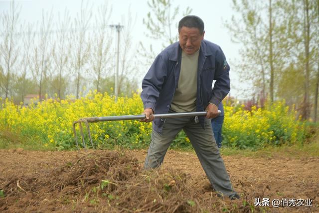 农民种植中药材何首乌，产量能赶上红薯，经济效益可观