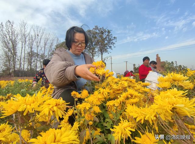 杨婷婷：返乡创业当菊农，沃土结出“致富花”