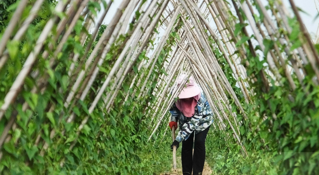 种植山药产量上不去？这4点工作做到位，山药产量高、品质佳