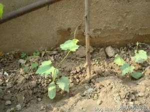 丝瓜种植时间及技术要点(庭院、荒废地种植丝瓜的时间及管理措施)