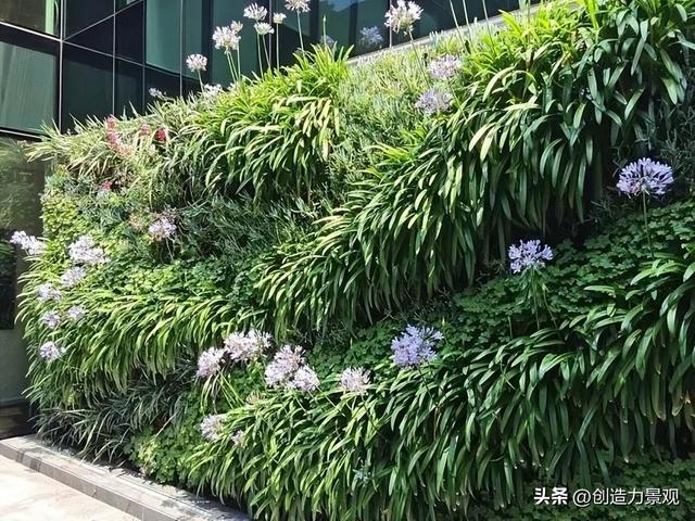 【造花园·植物墙】庭院种植新方式——植物上墙让庭院更美