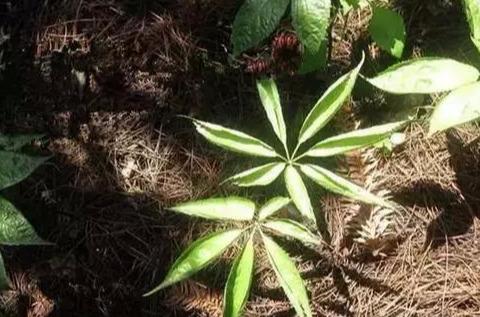 三七种植技巧详解！