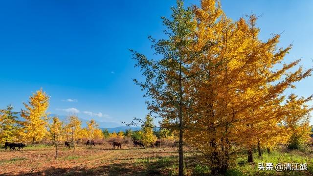 可结果500年，果子象杏子叶片似鸭掌的银杏树，如何高效实生育苗