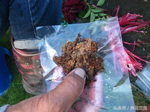 用这种方法繁殖月季花成功率特高，比扦插繁殖还要容易