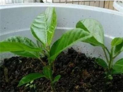 百香果盆栽种植方法