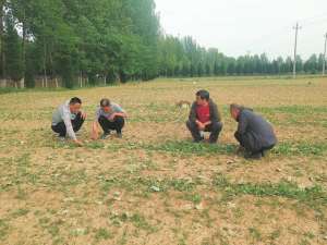 山西种植药材的补助(发展中药材：山西农民脱贫致富有“良方”)