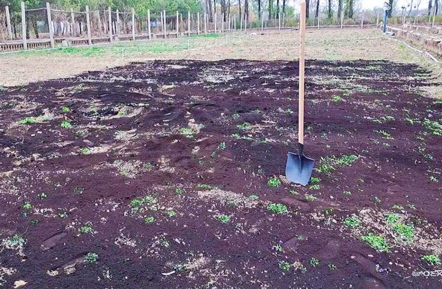 生姜种植高产的3个小技巧，遵循深耕浅种后培土，姜块一长一大片