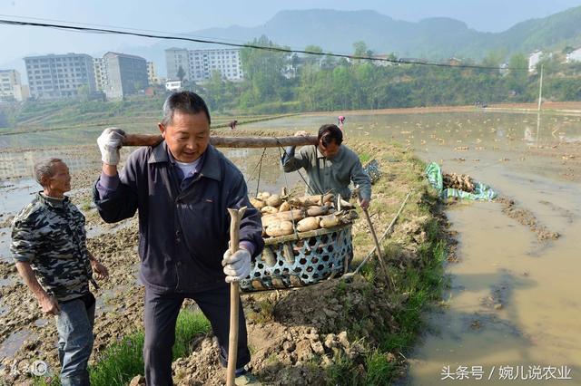 莲藕大丰收，每亩还多赚1500元，专家教你怎么种！