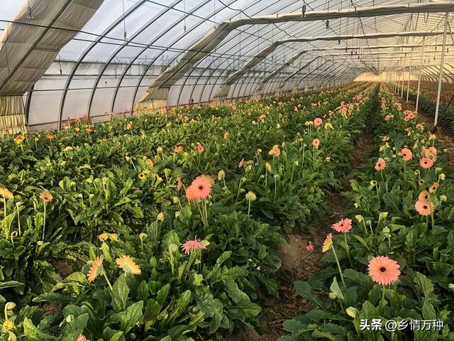 追逐春天的脚步：花卉与蔬菜的四季种植指南