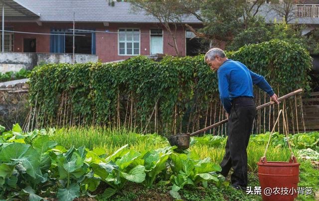 种植速生绿叶蔬菜施肥要谨慎，避免亚硝酸盐含量过高危害饮食安全