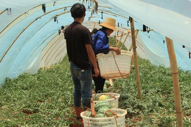 美都西瓜对种植地的3大要求，缺少其中的一个，就得重找种植地