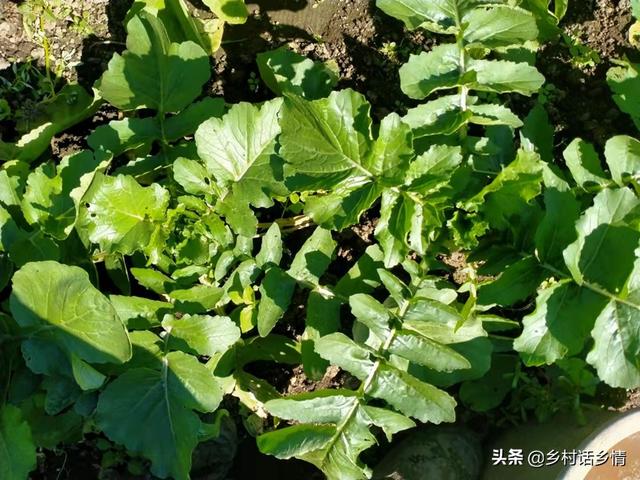 大白菜和萝卜定苗后，用这三个方法，怎么也能增产50%